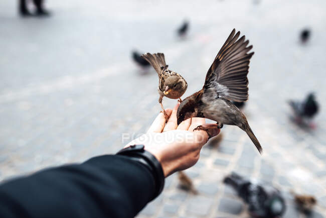 Sparrows eating with hands on the old square of Warsaw, Poland — Stock Photo