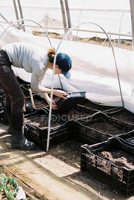 Комерційний фермер-квітник збирає лотки в теплиці — стокове фото