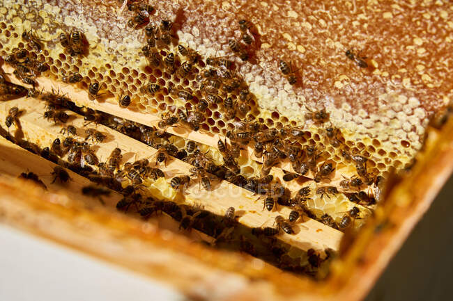 Honey bee on honeycomb. closeup. — Stock Photo