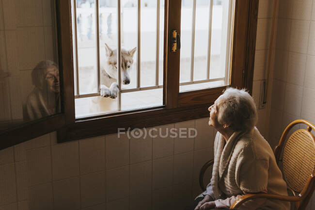 Старуха улыбается сибирской собаке через окно — стоковое фото