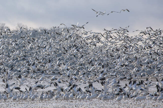 Thousands of snow geese in flight above Maryland's Eastern Shore — Stock Photo