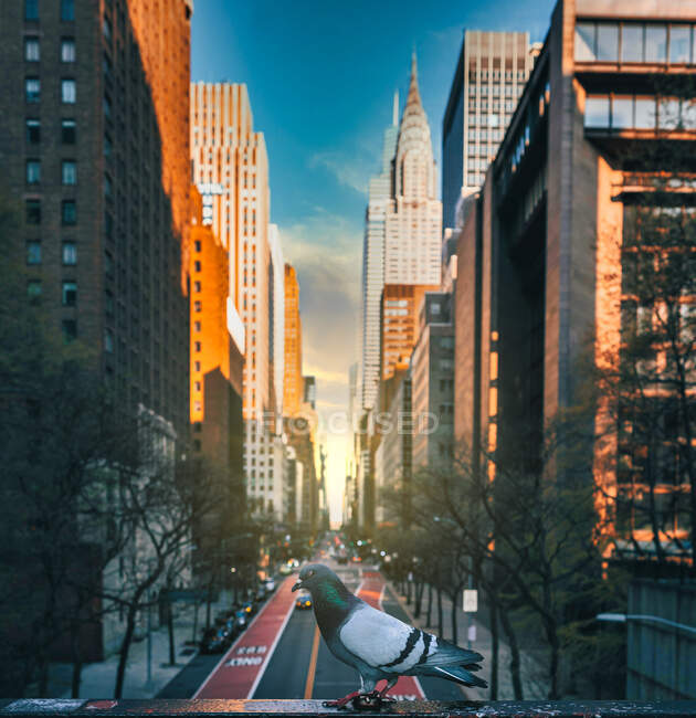 City New York Strett buildings road dove sun rays — Stock Photo