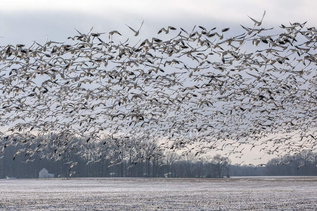 Miles de gansos de nieve en vuelo sobre la costa este de Maryland - foto de stock