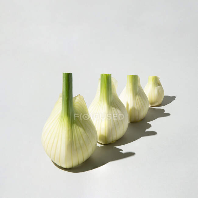 Fresh organic fennel bulbs arranged from larger to smaller isolated on a light gray background. Isometric layout. Minimal concept. Square with copy space. — Stock Photo