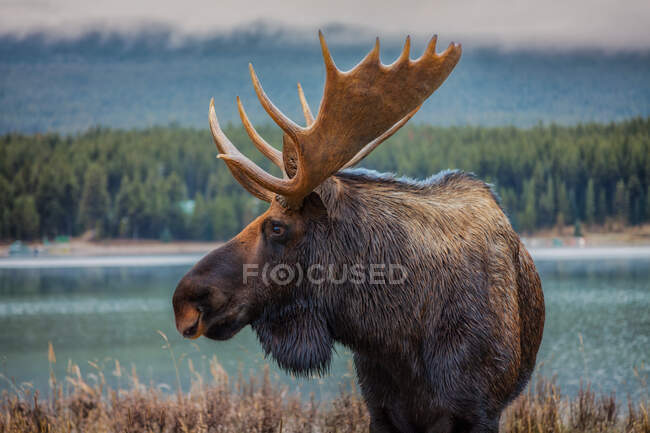 A closeup shot of a moose in the forest on nature background — Stock Photo