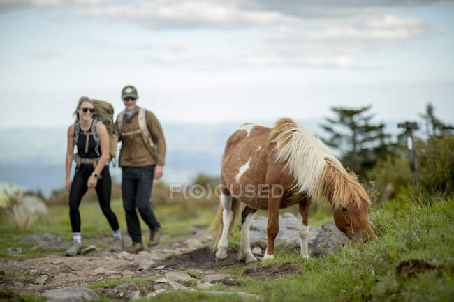 Couple hiking with wild ponies in Grayson Highlands — Stock Photo