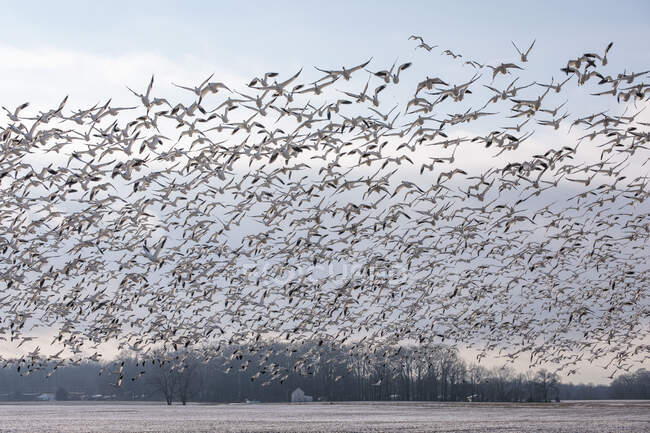 Miles de gansos de nieve en vuelo sobre la costa este de Maryland - foto de stock