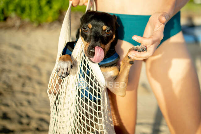 Lindo perro con su dueño en la playa - foto de stock