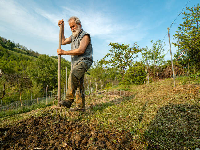 Ajuste agricultor senior preparando y rastrillando tierra para verduras orgánicas - foto de stock
