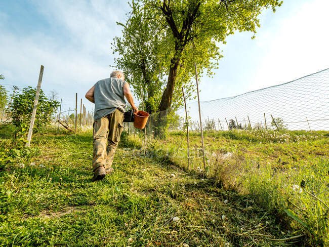 Здоровий дорослий фермер вирощує органічні вегетації. — стокове фото
