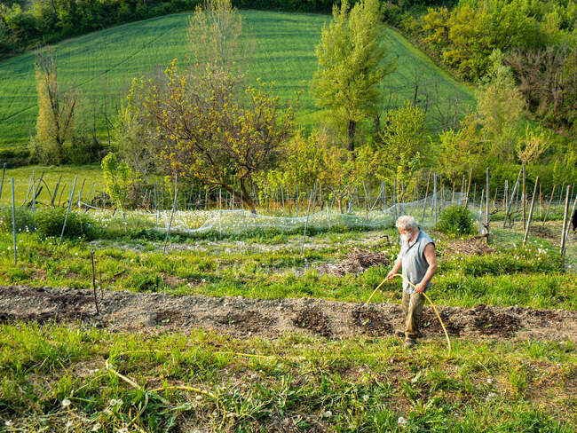 Agricultor senior regando las verduras orgánicas - foto de stock