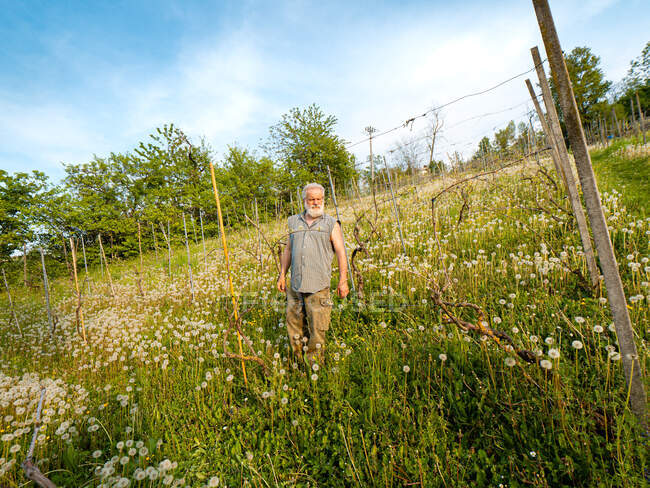 Portrait of senior farmer in the vineyard — Stock Photo