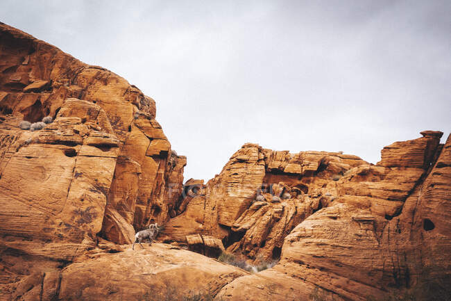 Ovelhas de chifre grande no deserto vivo no fundo da natureza — Fotografia de Stock