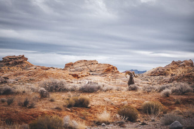 Ovelhas de chifre grande no deserto vivo no fundo da natureza — Fotografia de Stock