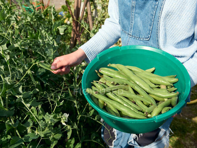 Teenage girl harvesting green broad beans, wearing casual clothes, no faces are shown — Stock Photo