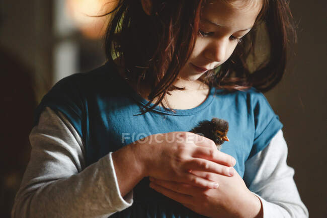 A little girl gently holds a tiny chick in her hands indoors — Stock Photo