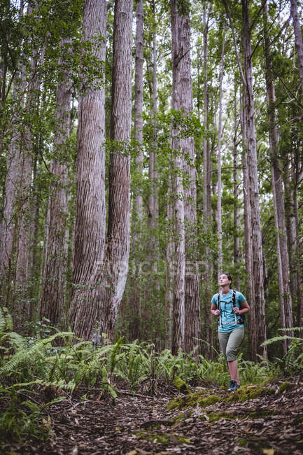 Escursionista femminile cammina attraverso la foresta pluviale vicino Honokaa Hawaii — Foto stock