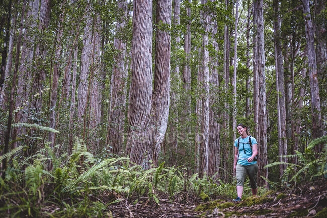 Senderista sonriente camina a través del bosque en la reserva forestal hamakua - foto de stock