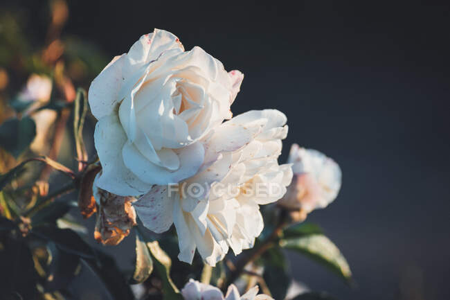 Bellissime rose bianche in giardino sullo sfondo della natura — Foto stock
