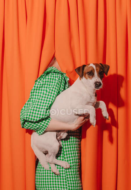 Estilo mulher em vestido vermelho segurando um cão em cortinas laranja — Fotografia de Stock