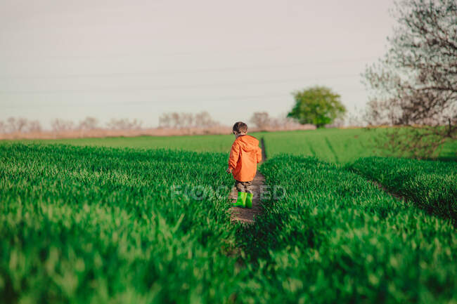 Criança pré-escolar se divertindo no campo de trigo verde no país — Fotografia de Stock