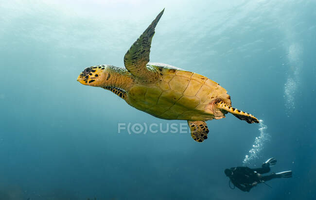 Unterwasserblick einer wunderschönen tropischen Schildkröte — Stockfoto