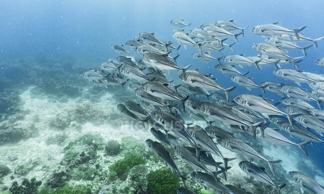 Красивый подводный мир моря в Карибском море — стоковое фото