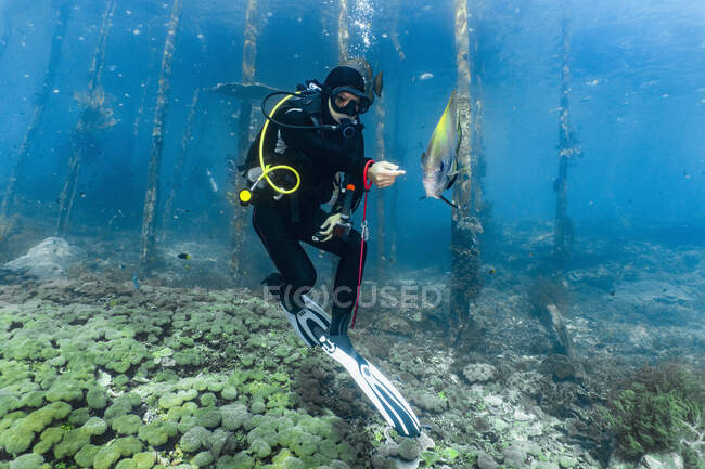 Mergulhador explorando o oceano claro em Raja Ampat / Indonésia — Fotografia de Stock