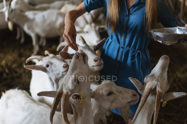 The girl feeds a lot of goats from her hands — Stock Photo