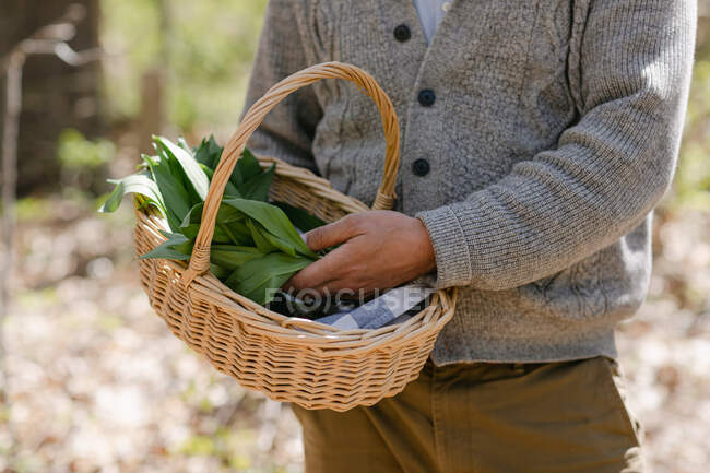 Крупним планом чоловік зі свіжим зеленим листям в кошику, крупним планом — стокове фото
