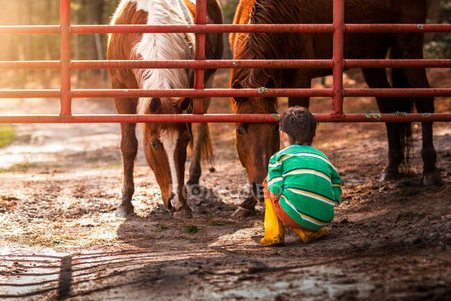 A boy on the ground looking at two horses on a virginia horse farm — Stock Photo