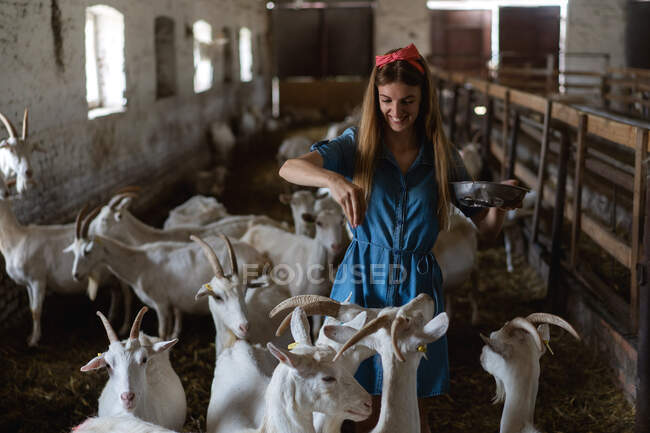 La chica alimenta un montón de cabras de sus manos - foto de stock
