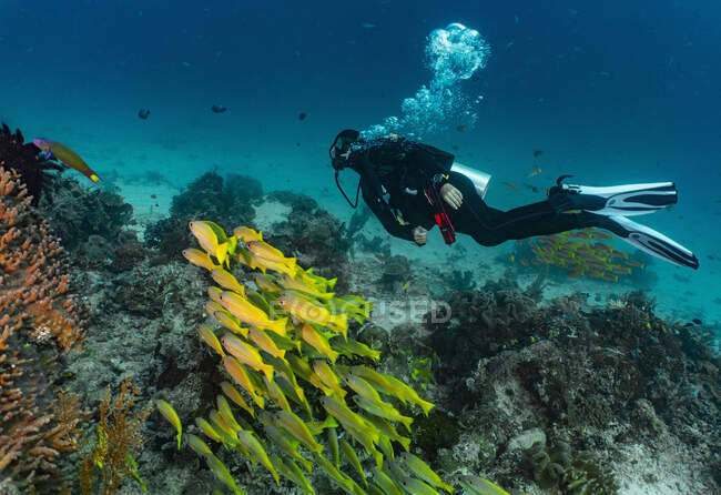 Escena submarina con peces y arrecife de coral - foto de stock