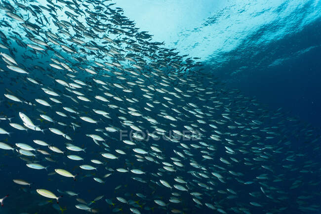 Wunderschöner Unterwasserblick auf ein tropisches Korallenriff im blauen Meer. — Stockfoto