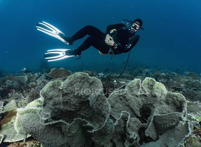 Buzo flotando sobre coral en Raja Ampat - foto de stock