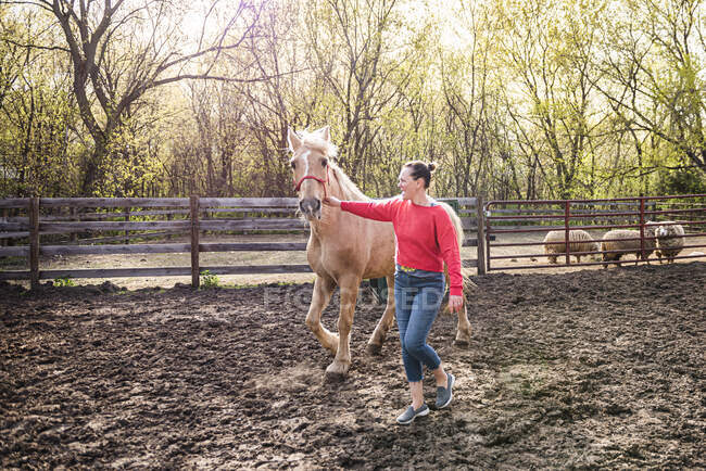 Donna in felpa rossa che conduce un cavallo palomino attraverso cortile fattoria. — Foto stock