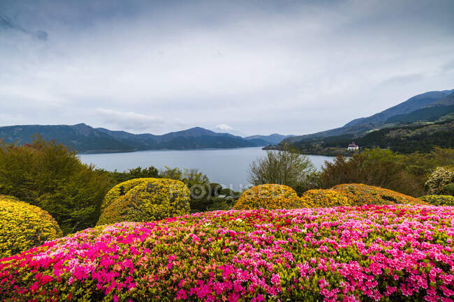 Вид на гору Фудзи с цветущими цветами из озера Аши, Япония — стоковое фото