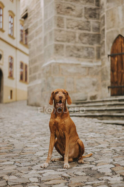 Cão bonito, conceito de animal de estimação — Fotografia de Stock