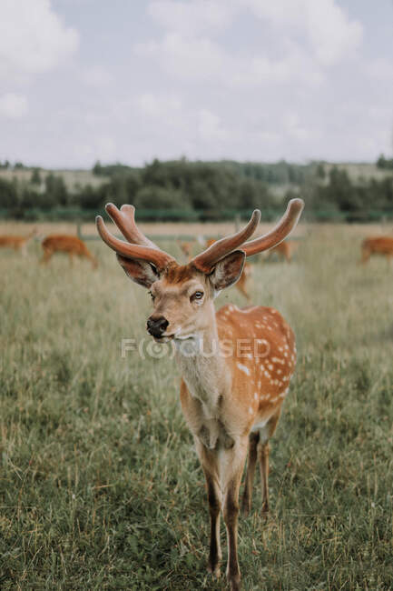 Fallow deer in the forest  on nature background — Stock Photo
