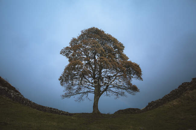An empty tree sits perfectly on the path of Hadrian's Wall in the United Kingdom. — Stock Photo
