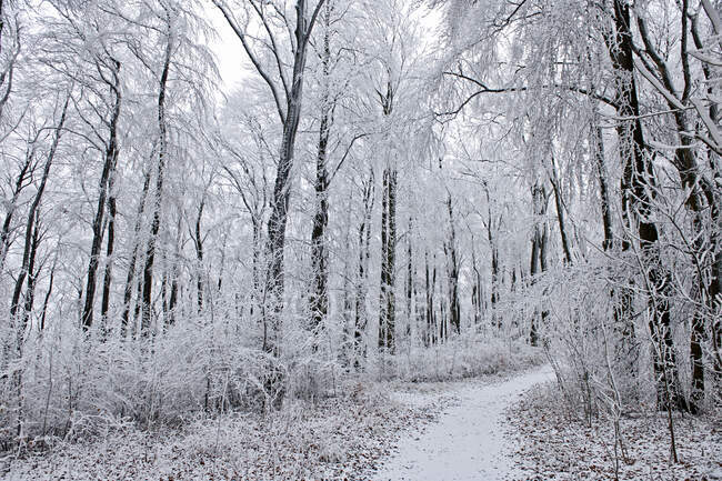 Красивая зима с деревьями под снегом на фоне природы — стоковое фото