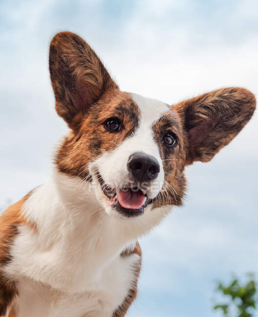 Handsome brindle-colored young corgi posing — Stock Photo