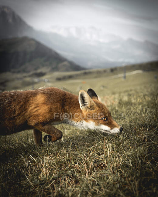 Small fox portrait on hillside, animal — Stock Photo