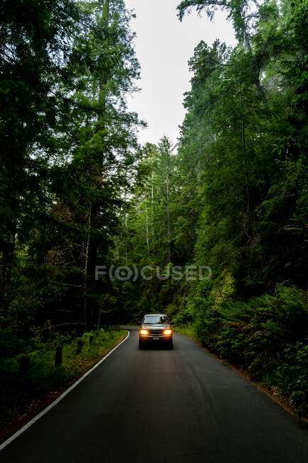 Carro na estrada na floresta no fundo da natureza — Fotografia de Stock