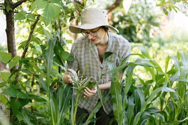 Jovem agricultora cuidando da cultura do milho — Fotografia de Stock