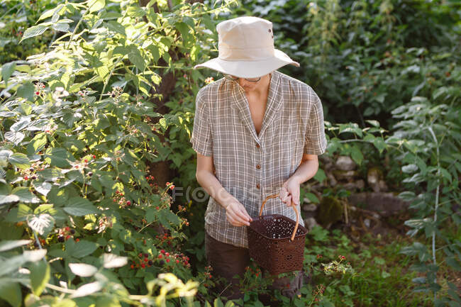 Молода жінка збирає ягоди на своїй фермі в саду — стокове фото