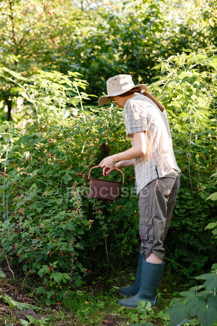 Mujer joven recogiendo bayas en su granja en el jardín - foto de stock