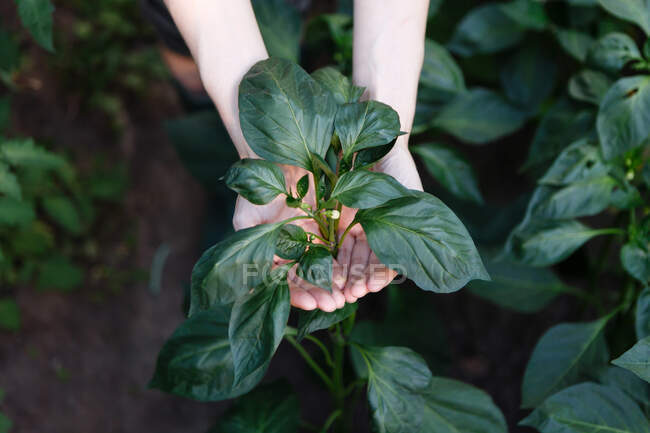 Молодая фермерша ухаживает за овощами в теплице — стоковое фото