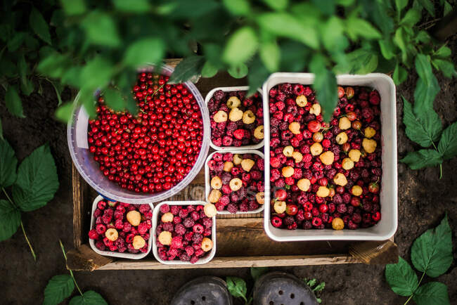 Many fresh red currants and raspberries in a boxes close up top view — Stock Photo