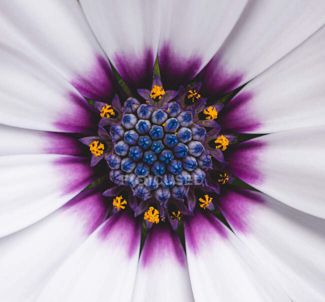 Hermosa flor, fondo concepto floral - foto de stock